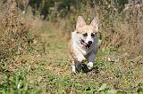 CORGI PEMBROKE 331